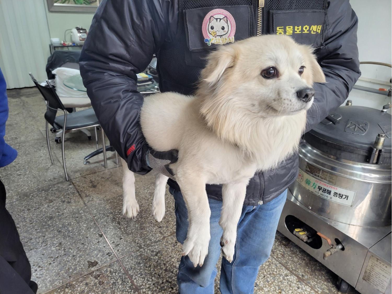보호중 믹스견의 가…